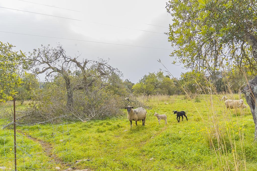 Finca Puig Santa Magdalena المظهر الخارجي الصورة